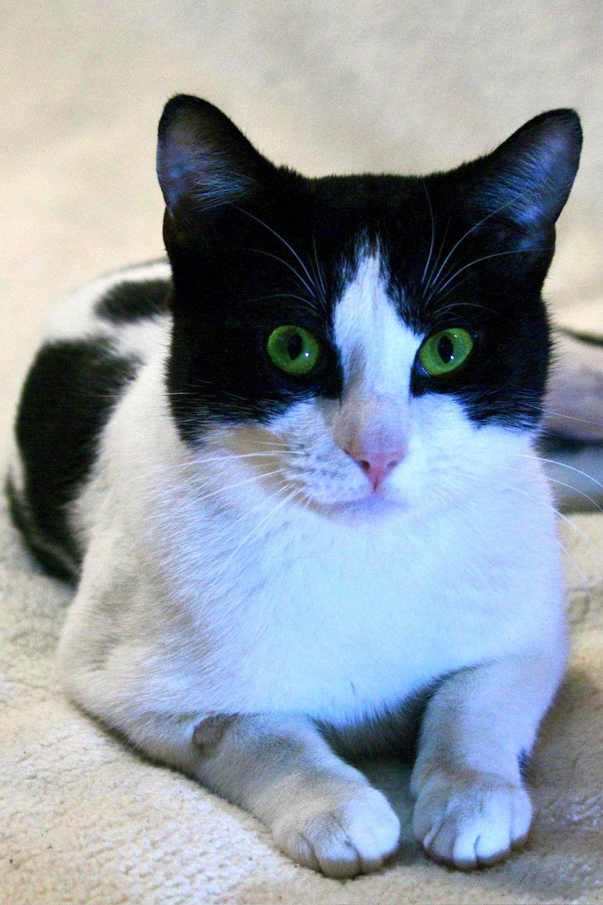 Batman (Bonded with Chicklet), a Adoptable Domestic Short Hair in Flushing, NY image 2/3