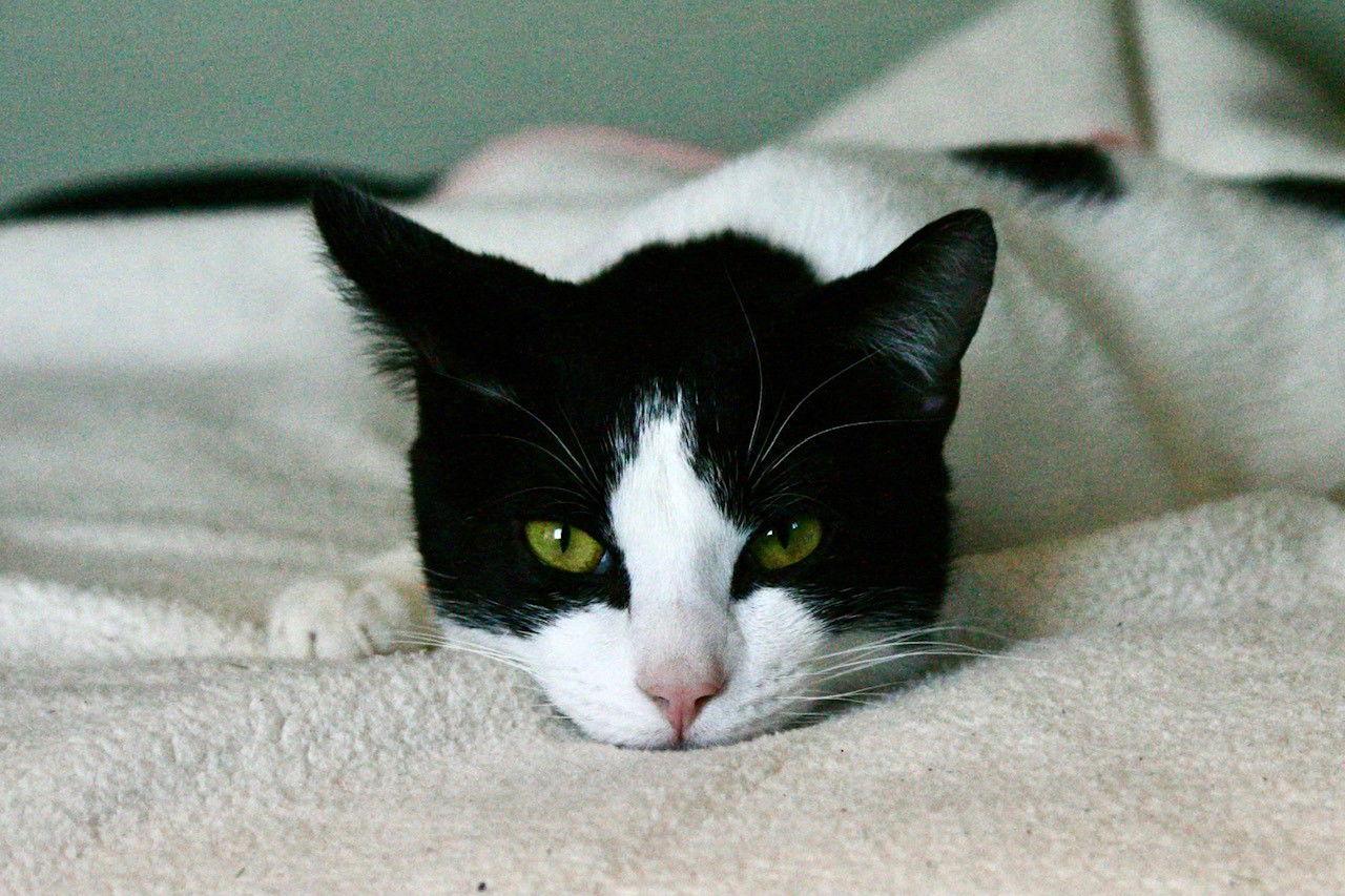 Batman (Bonded with Chicklet), a Adoptable Domestic Short Hair in Flushing, NY image 3/3