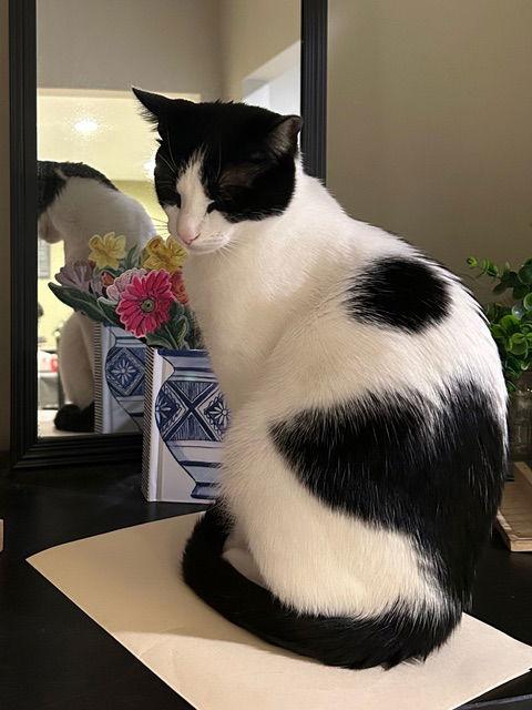 Enlarge BATMAN, a Adoptable Domestic Short Hair in Flushing, NY image 2/3