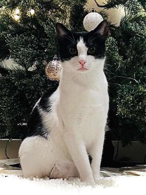 Enlarge BATMAN, a Adoptable Domestic Short Hair in Flushing, NY image 3/3