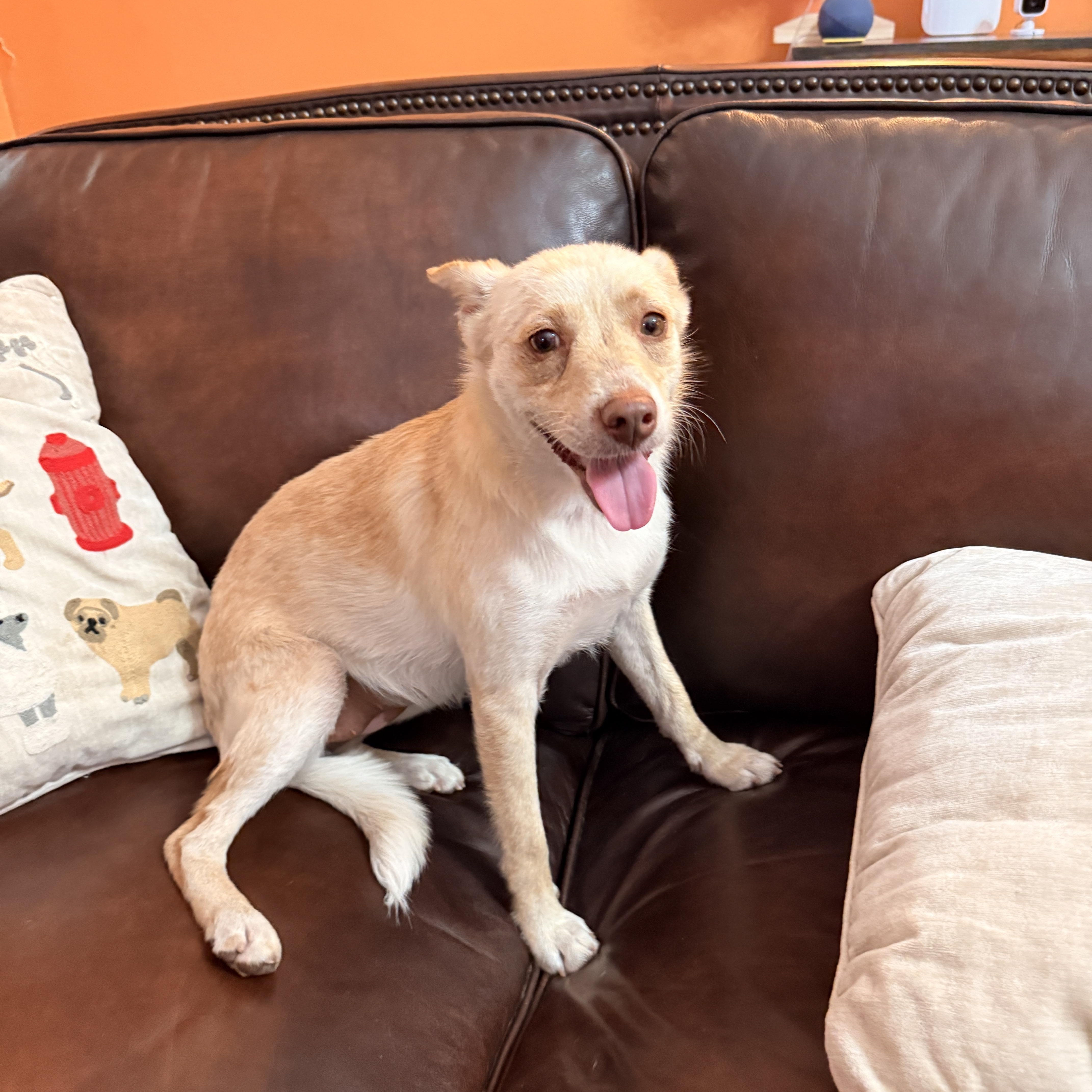 Adelia, Adoptable, Young Female Terrier & Chihuahua.