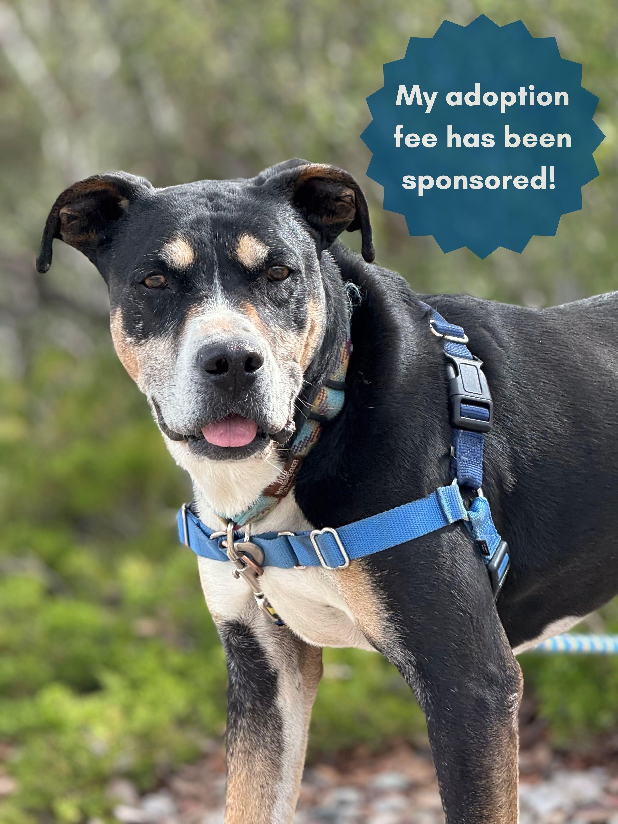Dudley, an adoptable Pit Bull Terrier, Mixed Breed in Eagle, CO, 81631 | Photo Image 1