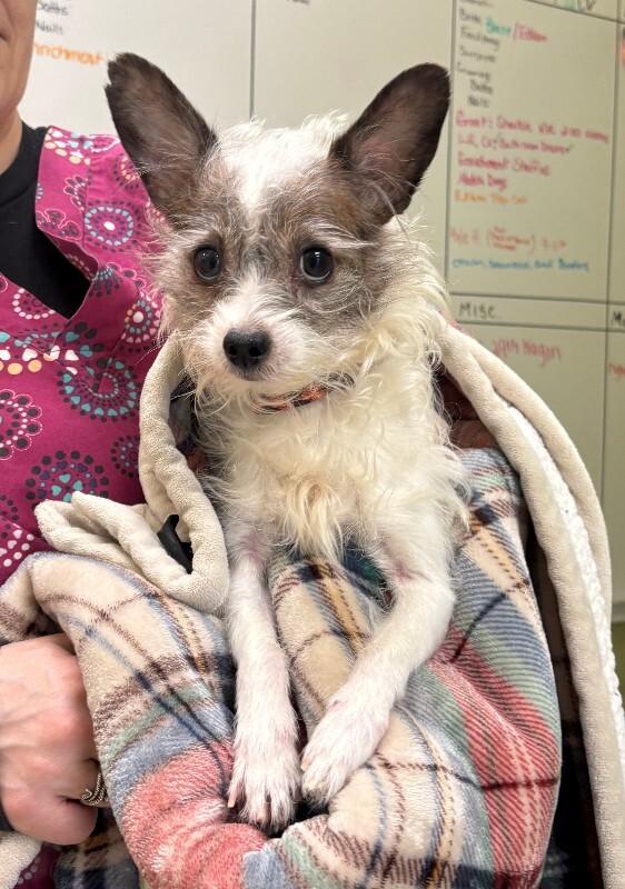 Toby, Adoptable, Adult Male Chihuahua & Mixed Breed.