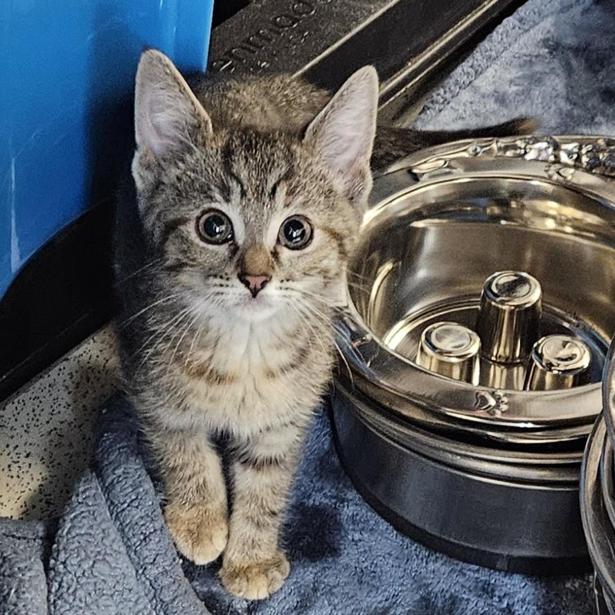 Briar, adopted, Young Female American Shorthair.