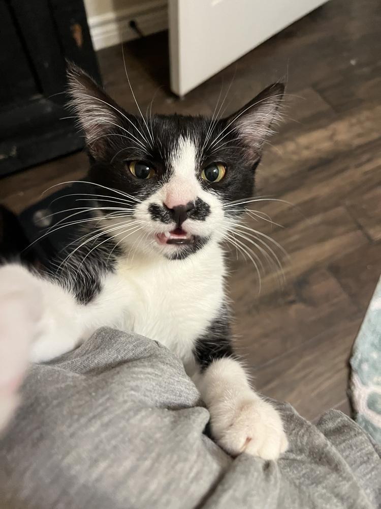 Cookies & Creme Supreme 4666, Adoptable, Adult Female Domestic Medium Hair & Domestic Medium Hair.