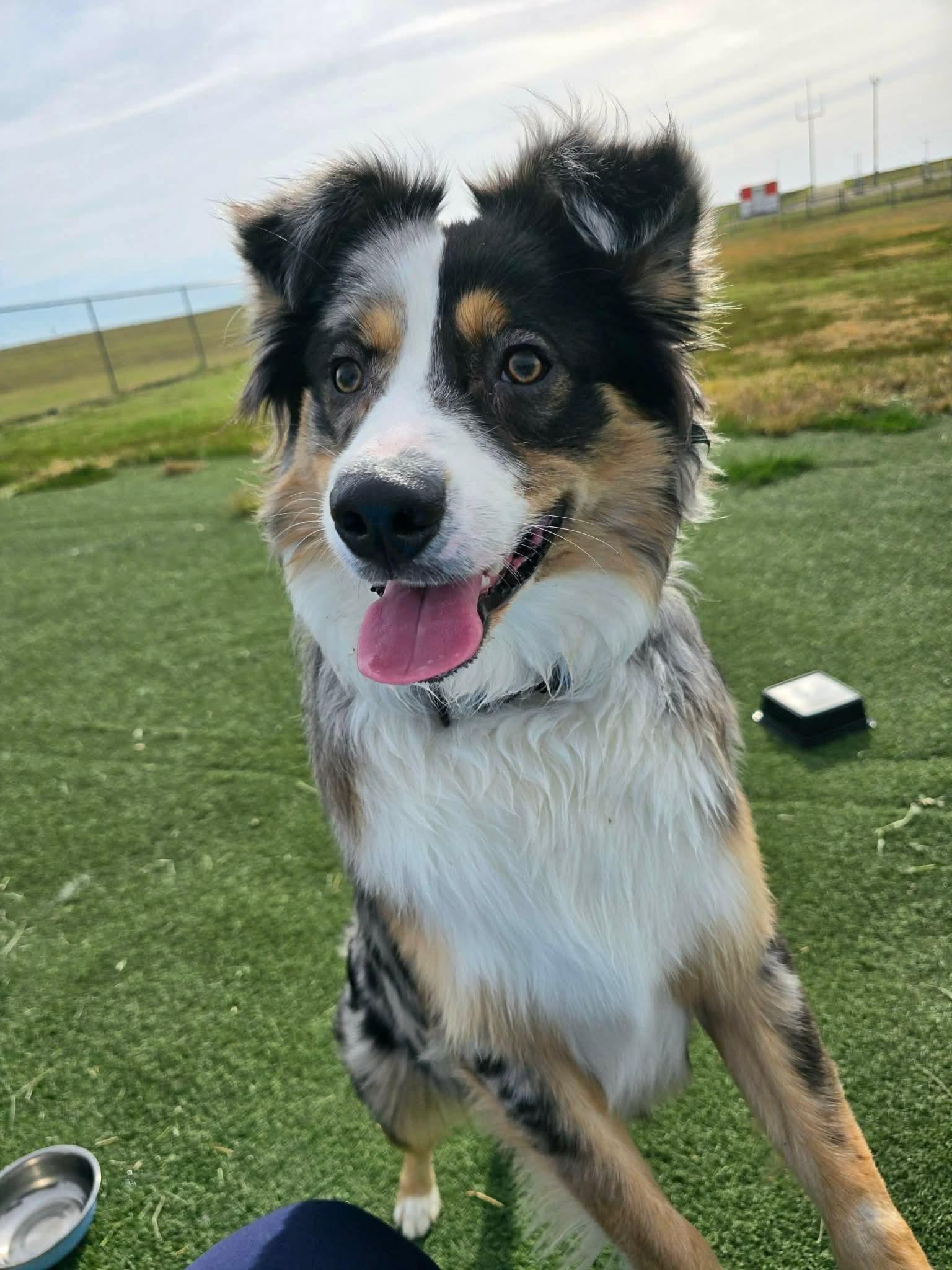 Enlarge Ridge, a Adoptable Australian Shepherd in Fenton, MO image 1/2