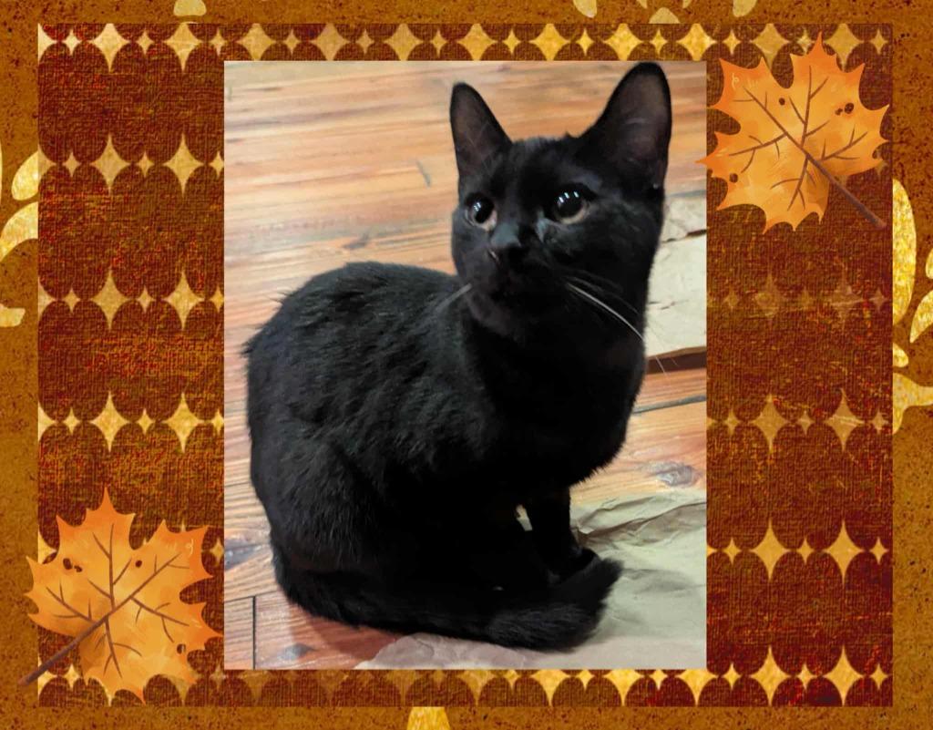 Enlarge Dennis, a Adoptable mixed breed in Grovetown, GA image 1/1