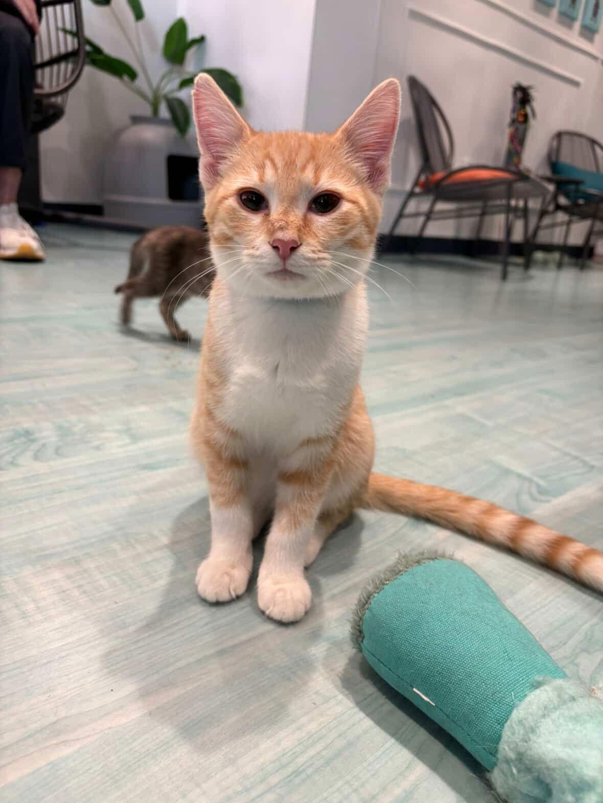 Orbit, Adoptable, Kitten Male Domestic Short Hair.