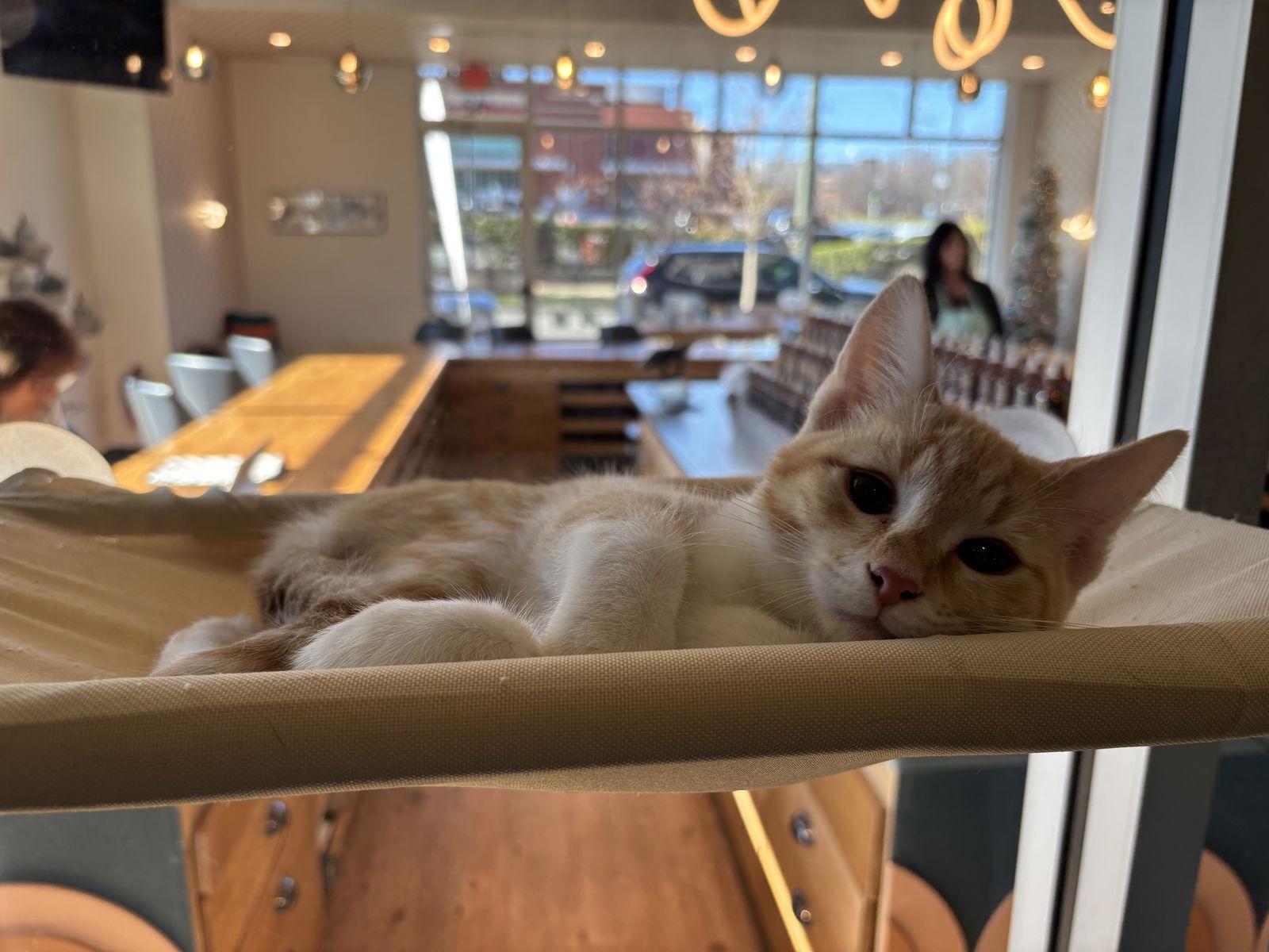 Orbit, a Adoptable Domestic Short Hair in Oakboro , NC image 2/3