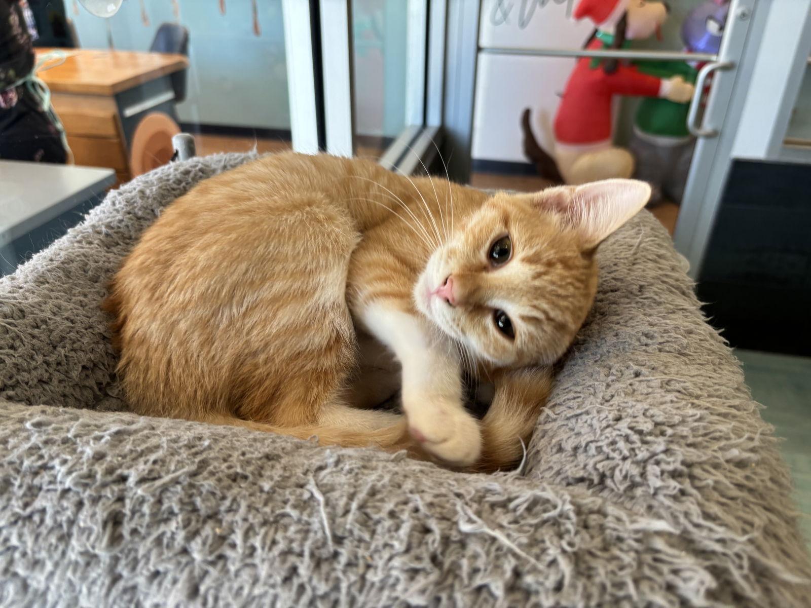 Orbit, a Adoptable Domestic Short Hair in Oakboro , NC image 3/3