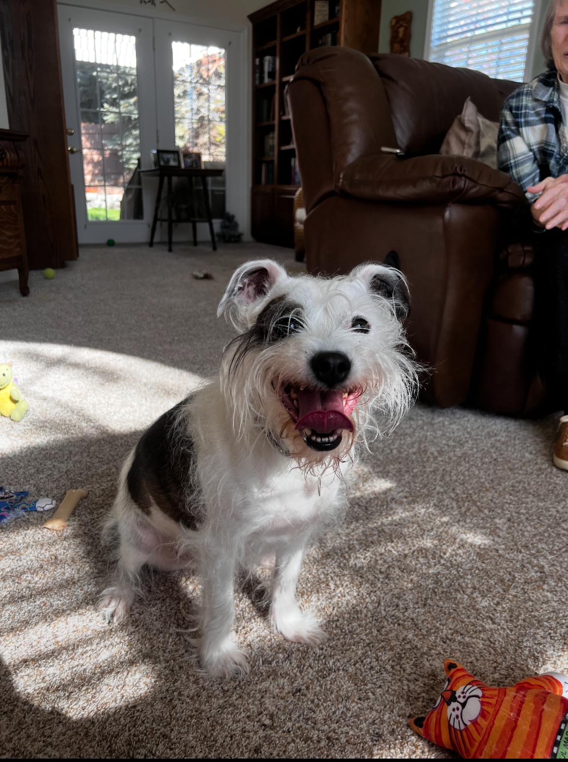Jasper, an adoptable Terrier in Boise, ID, 83706 | Photo Image 1