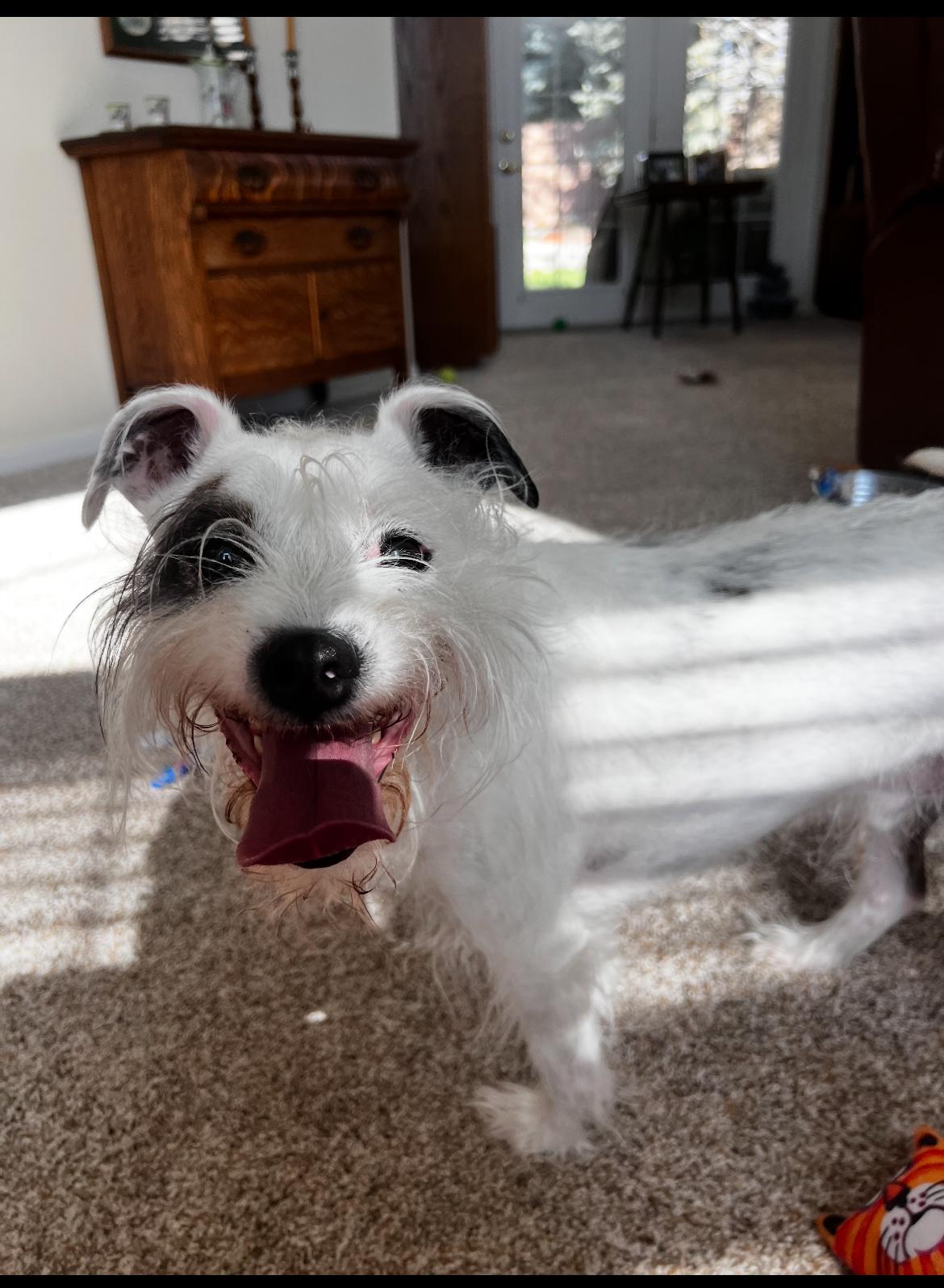 Jasper, an adoptable Terrier in Boise, ID, 83706 | Photo Image 2