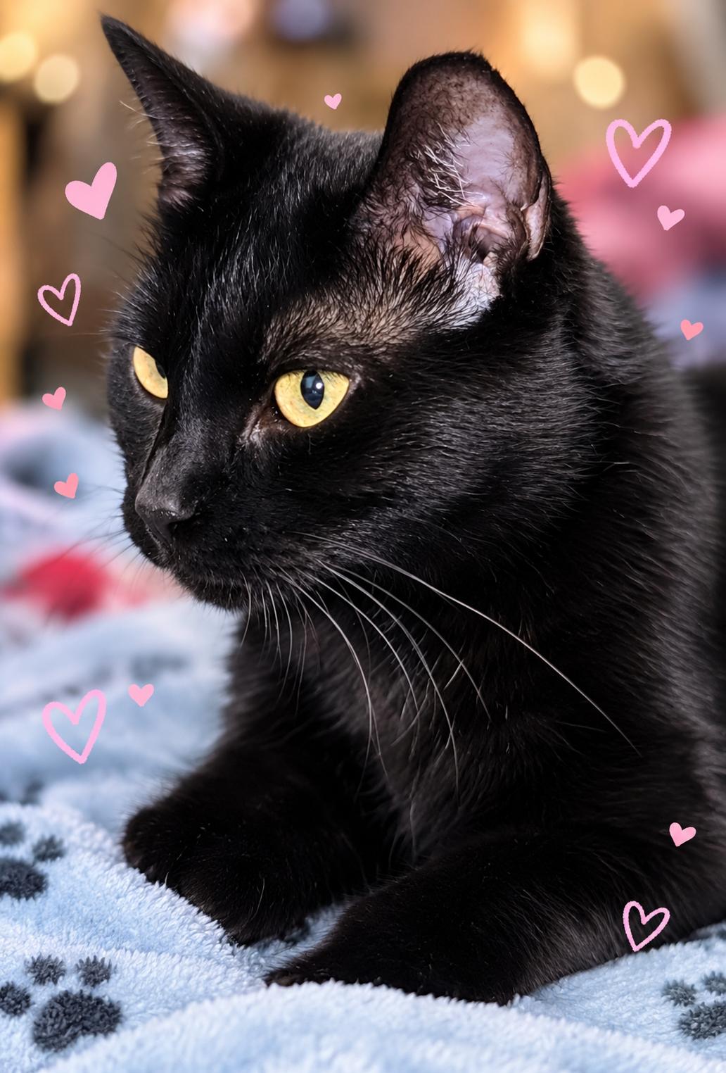Enlarge Angelina, a Adoptable Domestic Short Hair in Scottsdale, AZ image 2/4