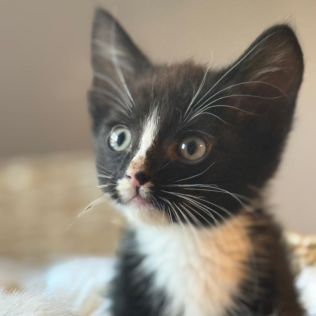 Jellybean 2 — thumbnail 2