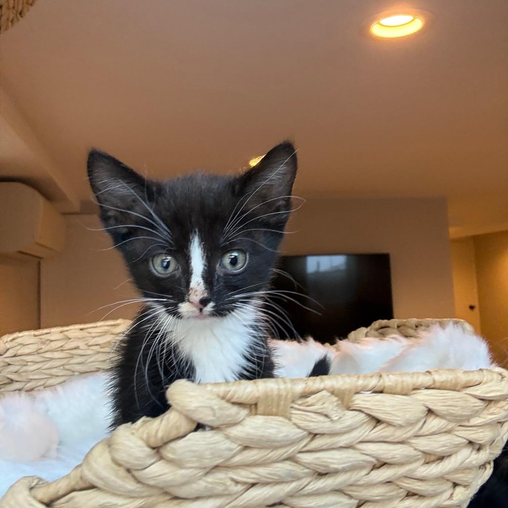 Jellybean 2 — thumbnail 3