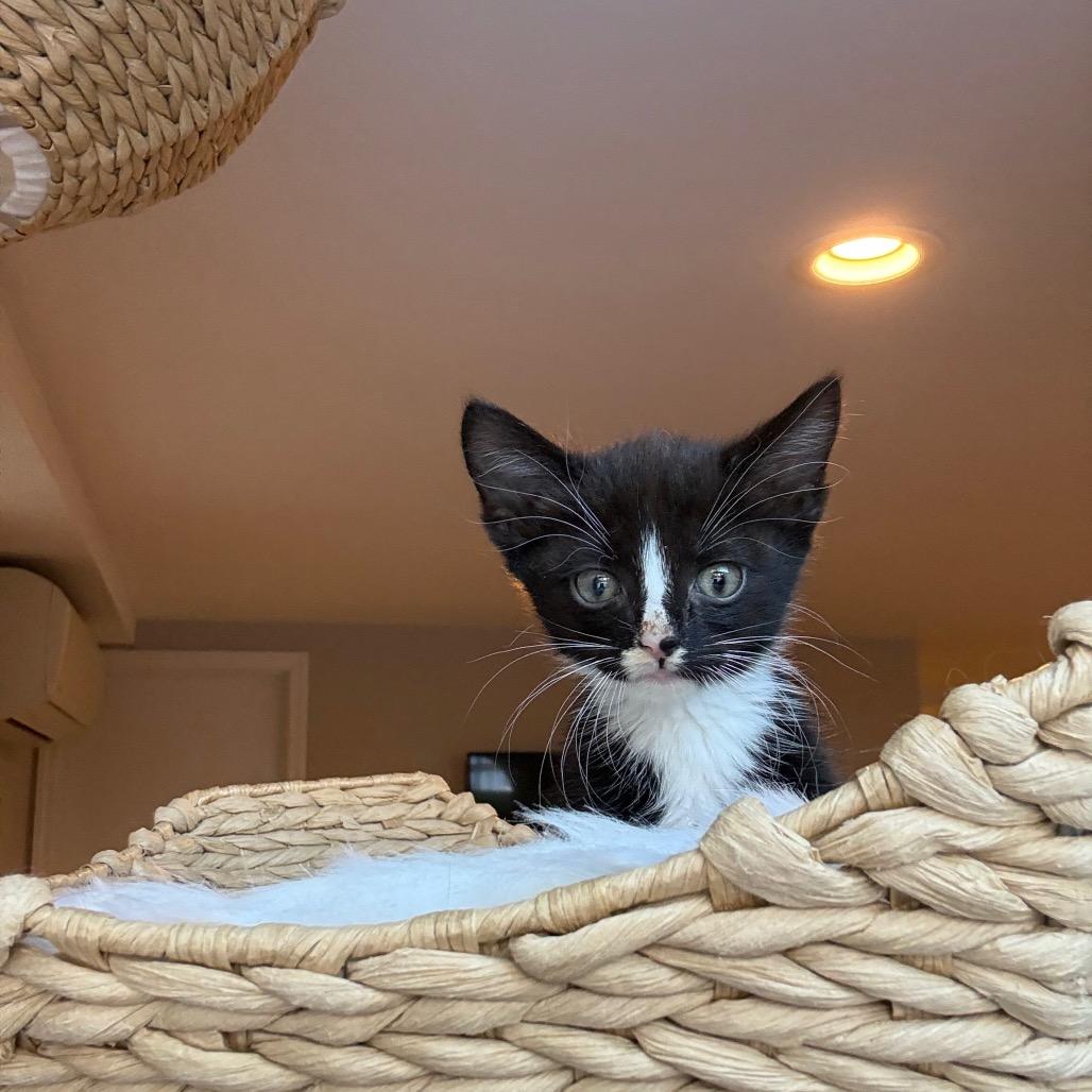 Jellybean 2 — thumbnail 4