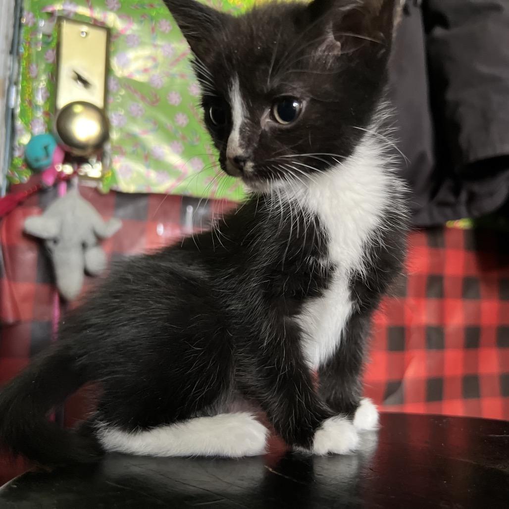 Jellybean 2 — thumbnail 5