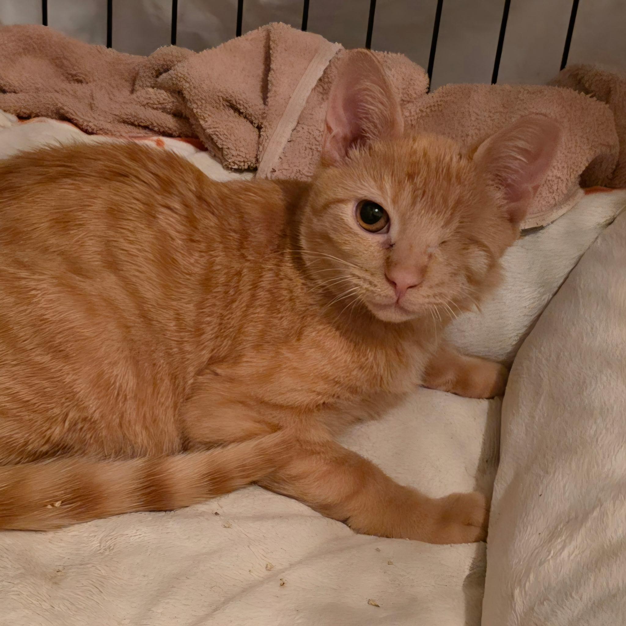 Enlarge Blonde, a ADOPTABLE mixed breed in West New York, NJ image 1/2