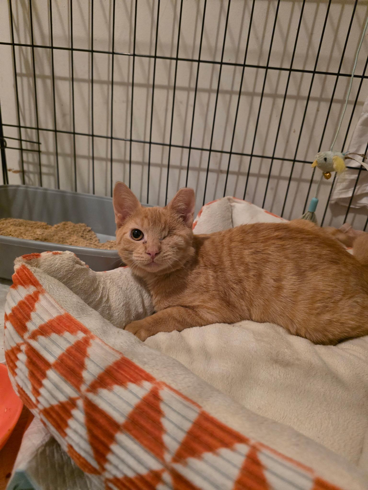 Enlarge Blonde, a ADOPTABLE mixed breed in West New York, NJ image 2/2