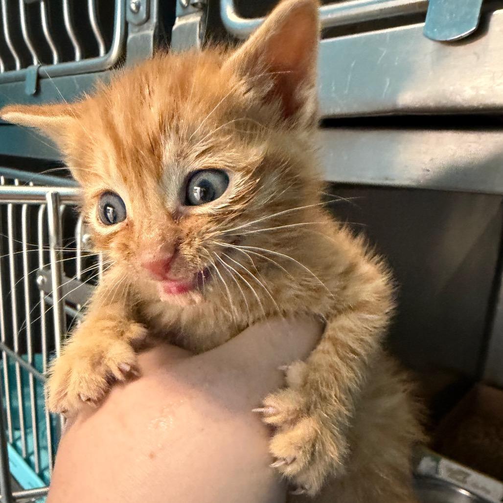 Marmalade, Adoptable, Kitten Male Domestic Short Hair.