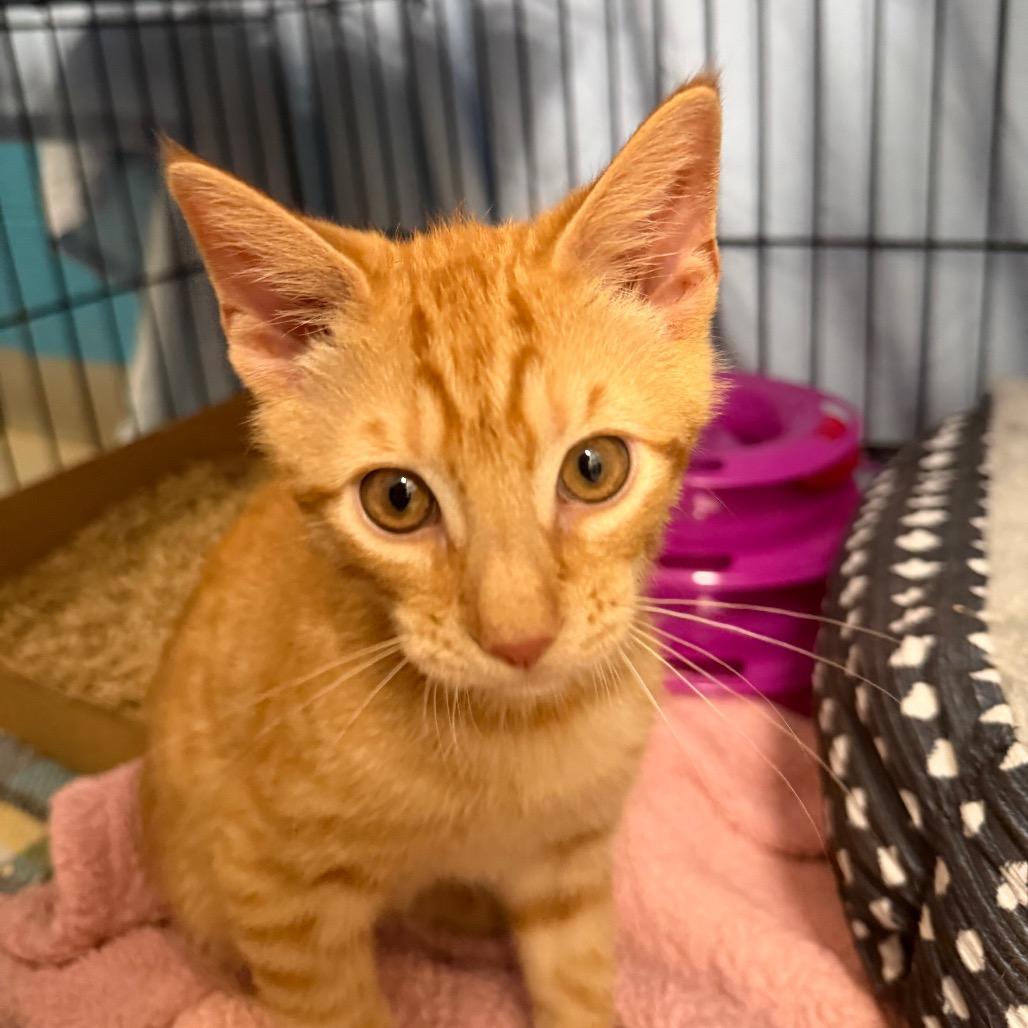 Enlarge Marmalade, a Adoptable Domestic Short Hair in Troy, VA image 2/3