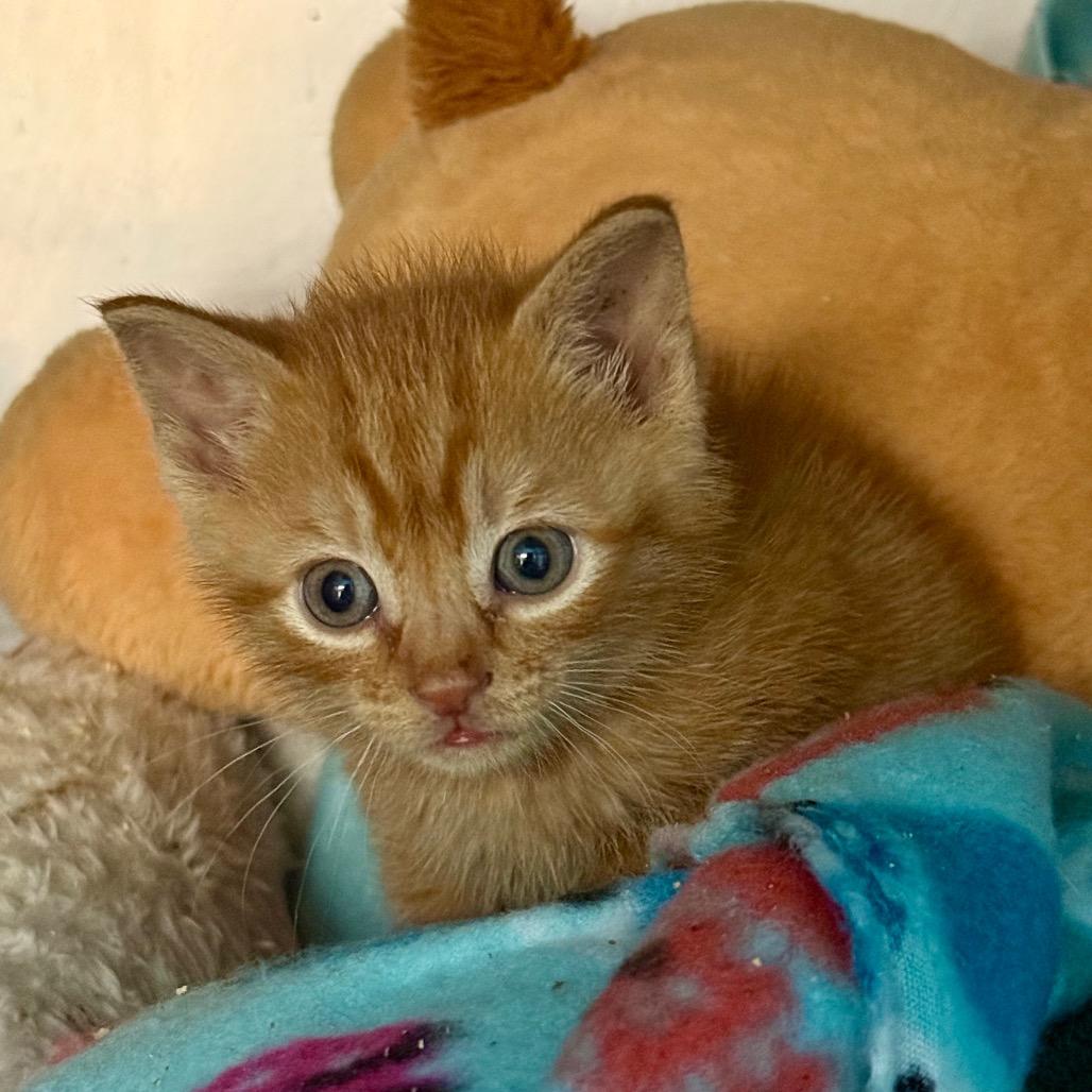 Enlarge Marmalade, a Adoptable Domestic Short Hair in Troy, VA image 3/3