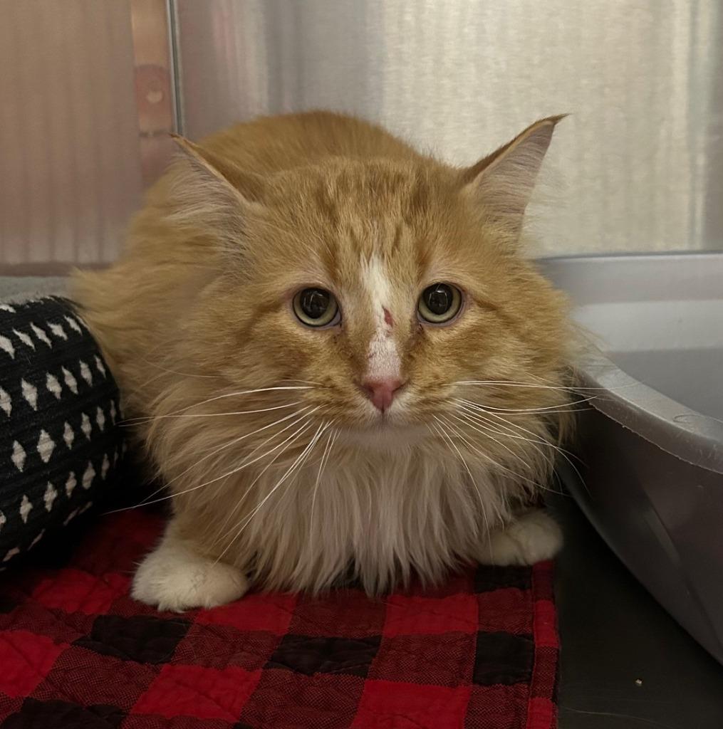 Enlarge Amos, a ADOPTABLE Domestic Long Hair in Homer, AK image 1/1