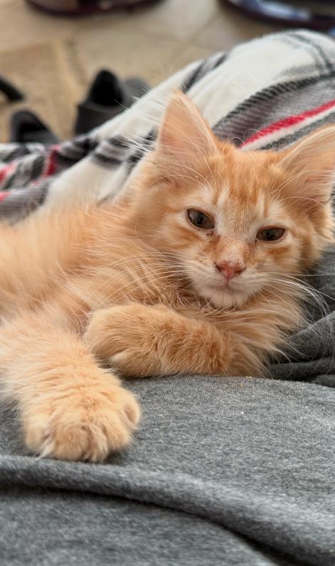 Fondue and Chowda, adopted, Young Male Domestic Long Hair.