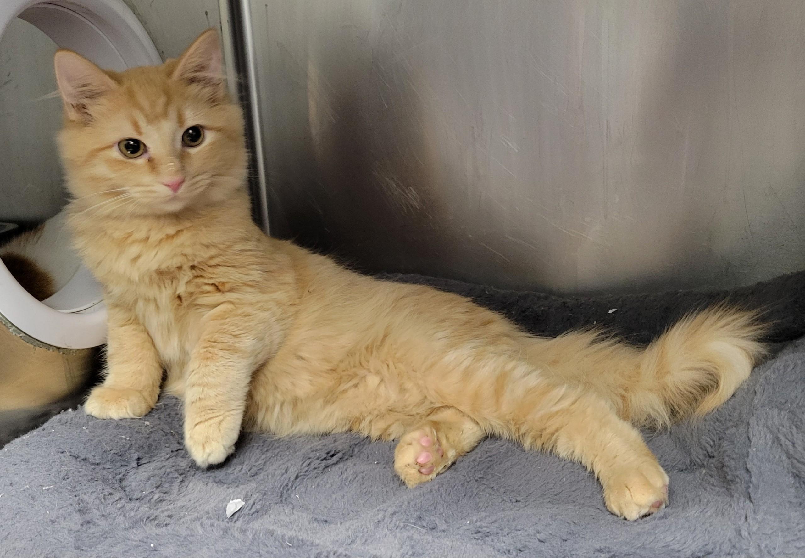 Fondue and Chowda, an adopted Domestic Long Hair in Knoxville, TN image 2/2