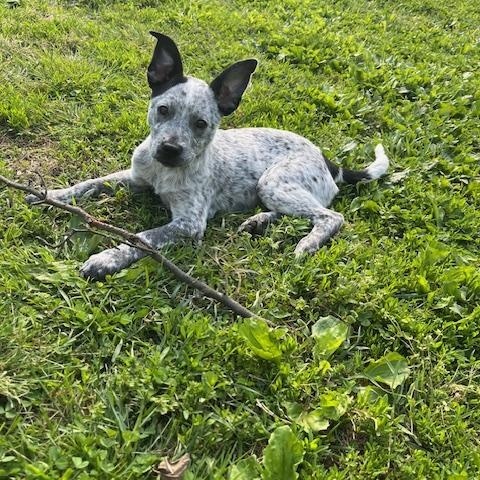 Milkshake, adopted, Young Female Australian Cattle Dog / Blue Heeler.