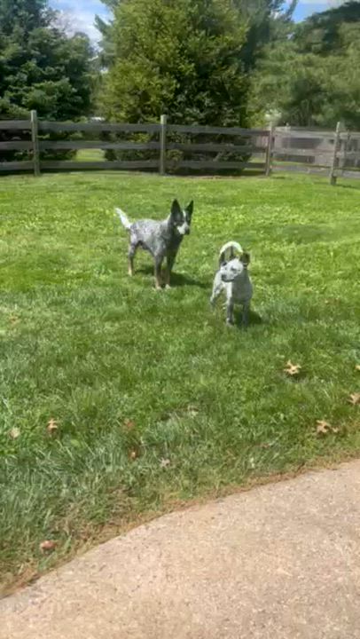 Enlarge Milkshake, an adopted mixed breed in Norristown, PA video 5/5