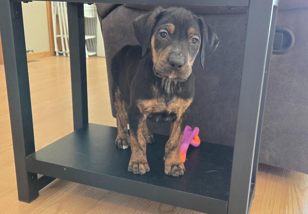 Enlarge Downhill Danny, a Adoptable mixed breed in Cloquet, MN image 1/6