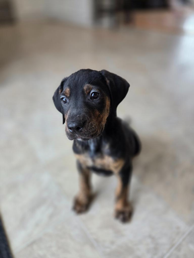 Enlarge Downhill Danny, a Adoptable mixed breed in Cloquet, MN image 2/6