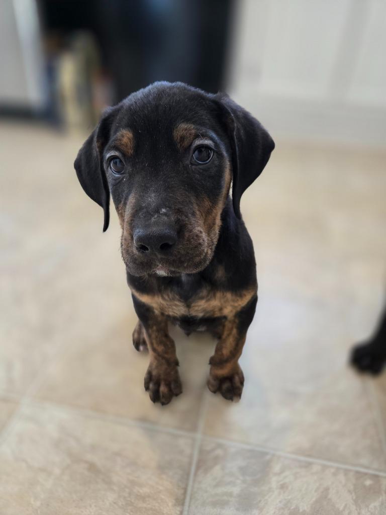 Enlarge Downhill Danny, a Adoptable mixed breed in Cloquet, MN image 3/6