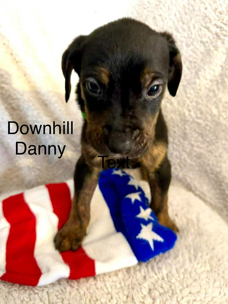 Enlarge Downhill Danny, a Adoptable mixed breed in Cloquet, MN image 4/6