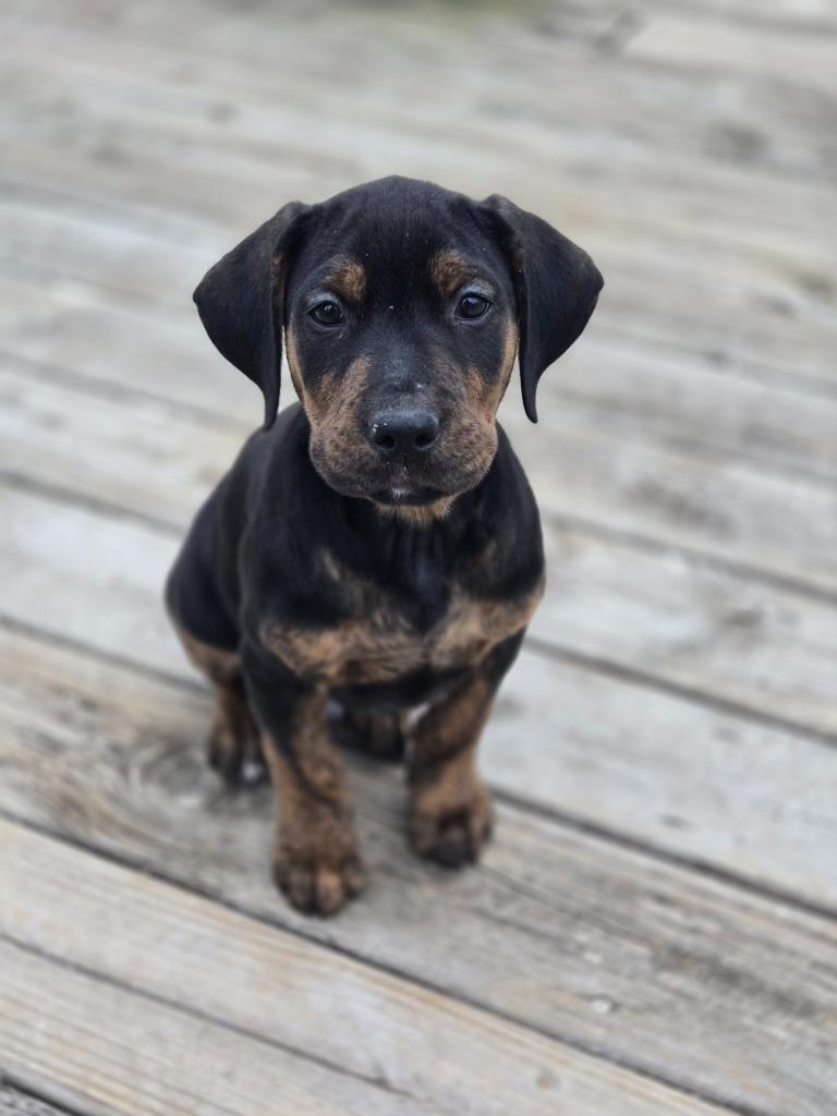 Enlarge Downhill Danny, a Adoptable mixed breed in Cloquet, MN image 5/6