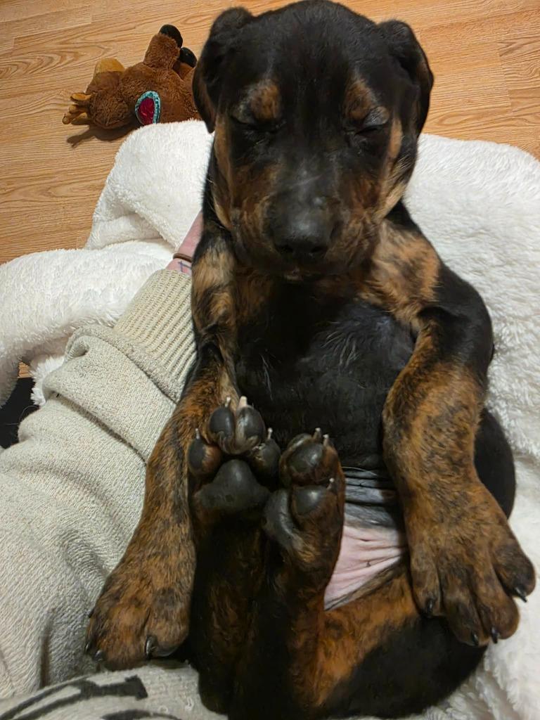 Enlarge Downhill Danny, a Adoptable mixed breed in Cloquet, MN image 6/6