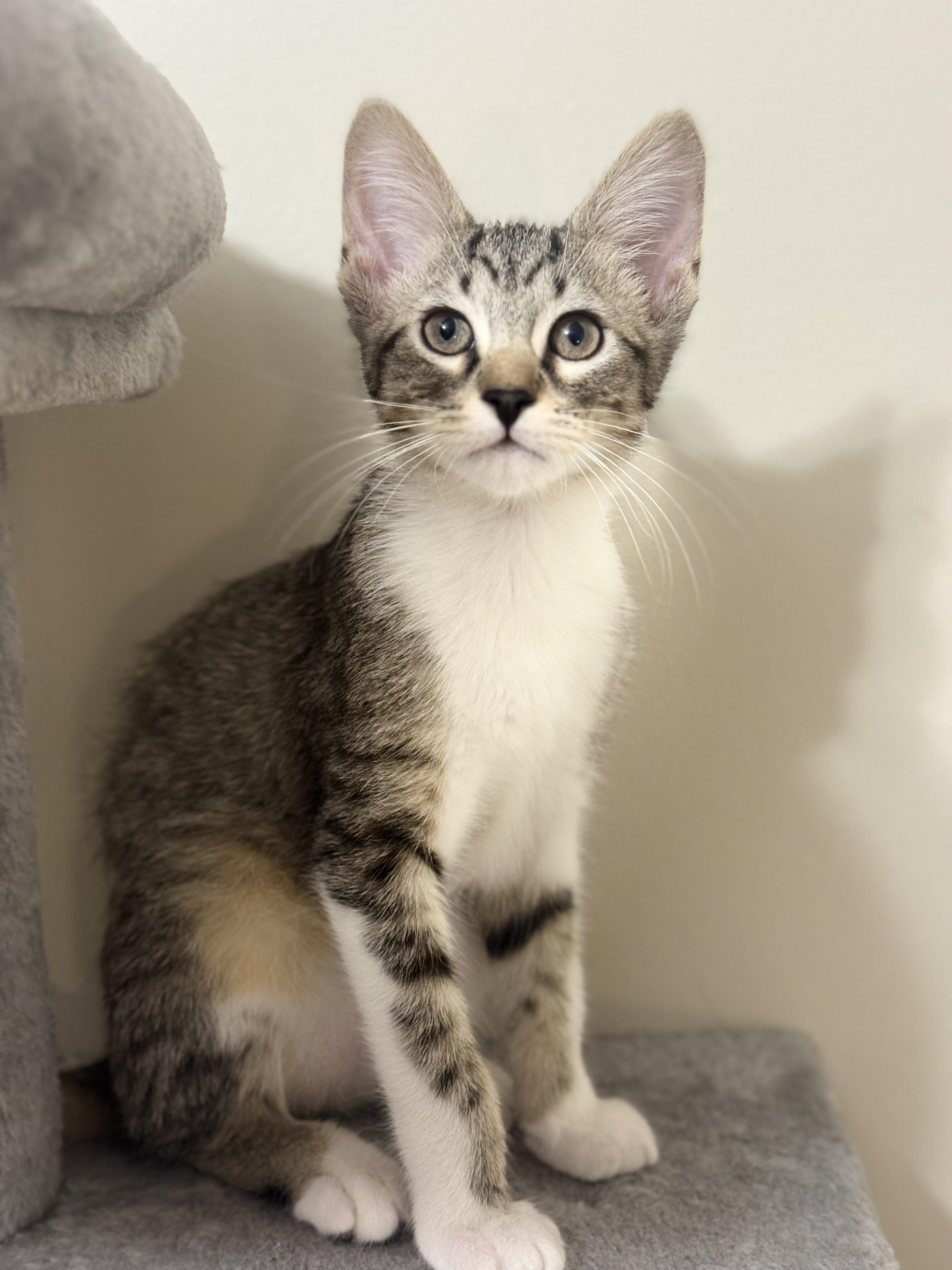 Pippin, ADOPTABLE, Kitten Male Domestic Short Hair.