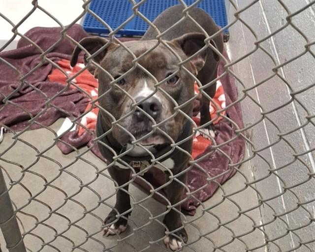 CHIEF, Adoptable, Adult Male Pit Bull Terrier.