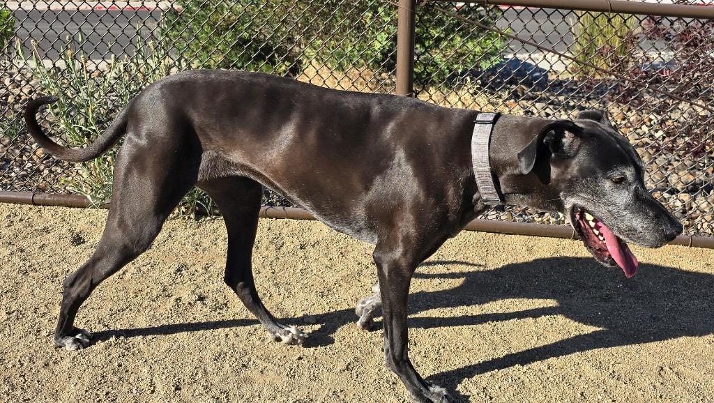 Daisy, a Adoptable Great Dane in Reno, NV image 1/6