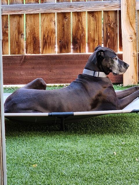 Daisy, Adoptable, Adult Female Great Dane.
