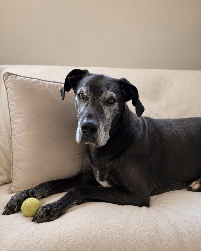 Enlarge Daisy, a Adoptable Great Dane in Reno, NV image 2/4