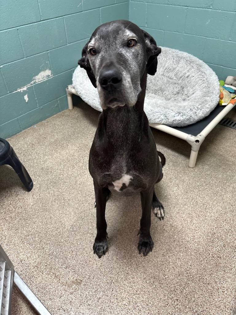 Enlarge Daisy, a Adoptable Great Dane in Reno, NV image 4/4