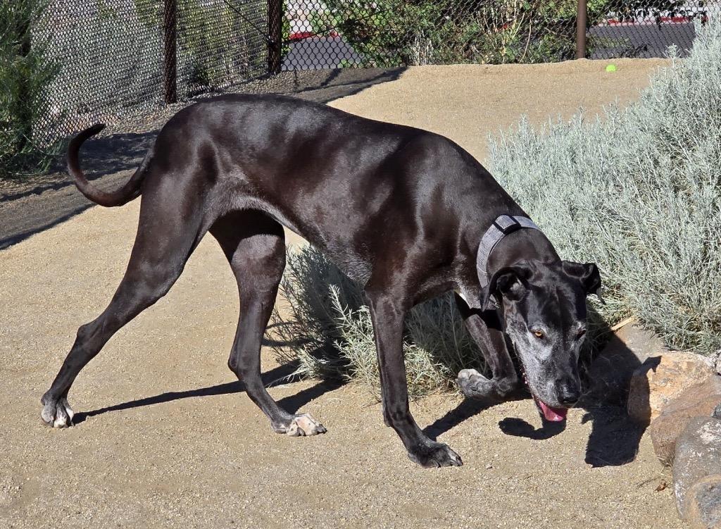 Daisy, a Adoptable Great Dane in Reno, NV image 6/6