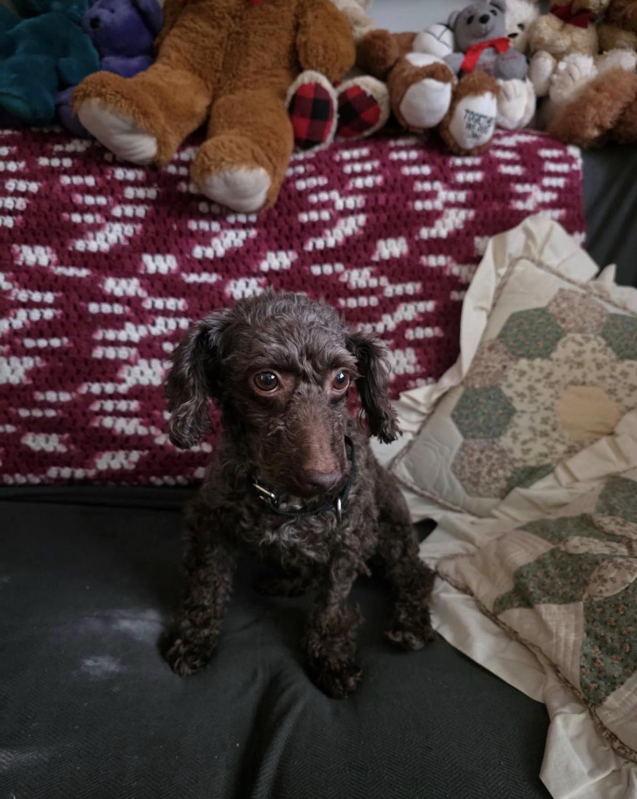 Emmy, Adopted, Adult Female Poodle (Toy).