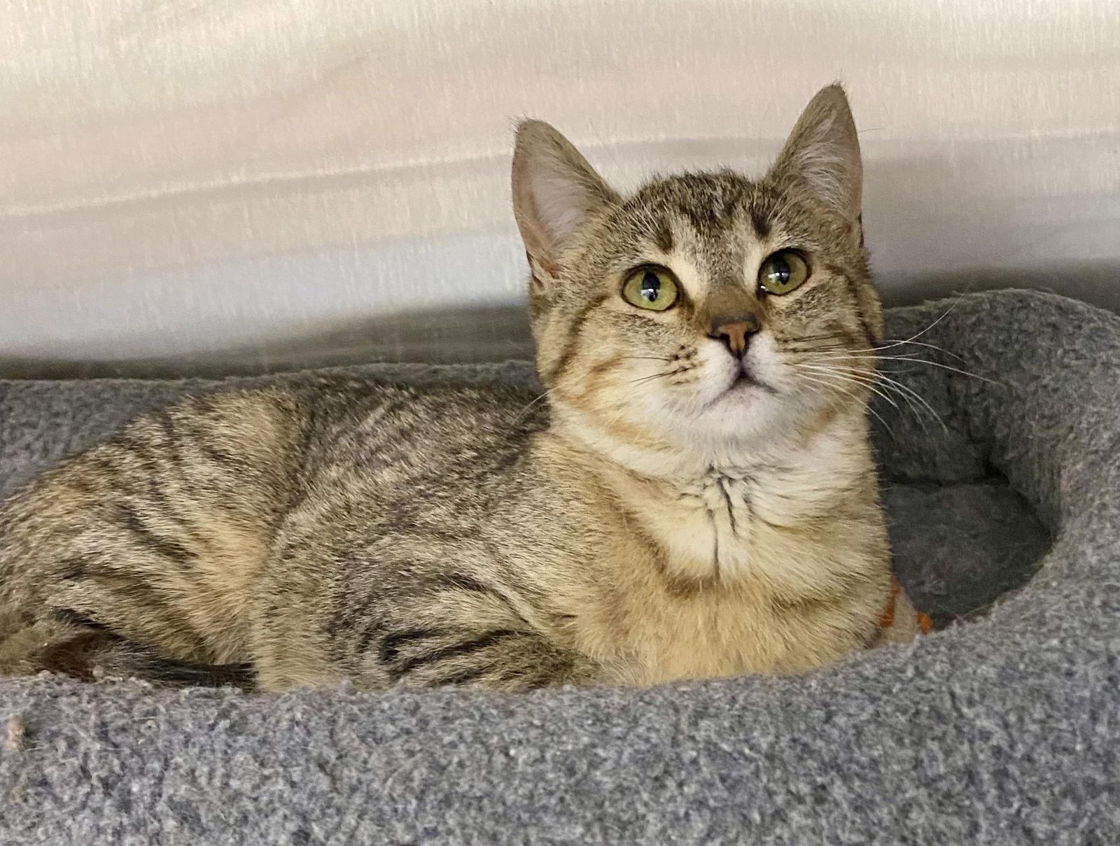 Sleet, Adoptable, Young Female Domestic Short Hair & Tabby.