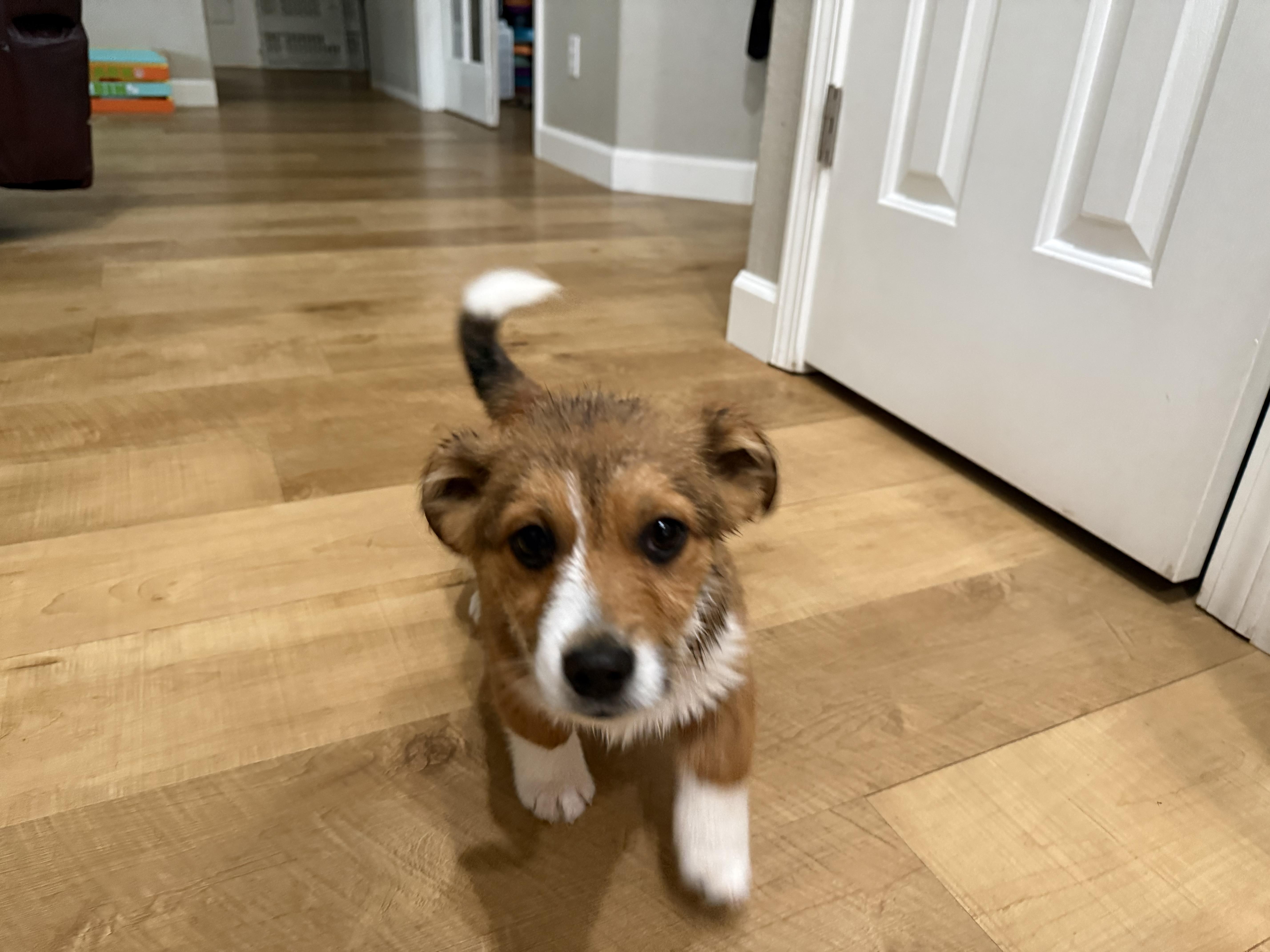 Enlarge Oz, a Adopted mixed breed in Twin Falls, ID image 1/2