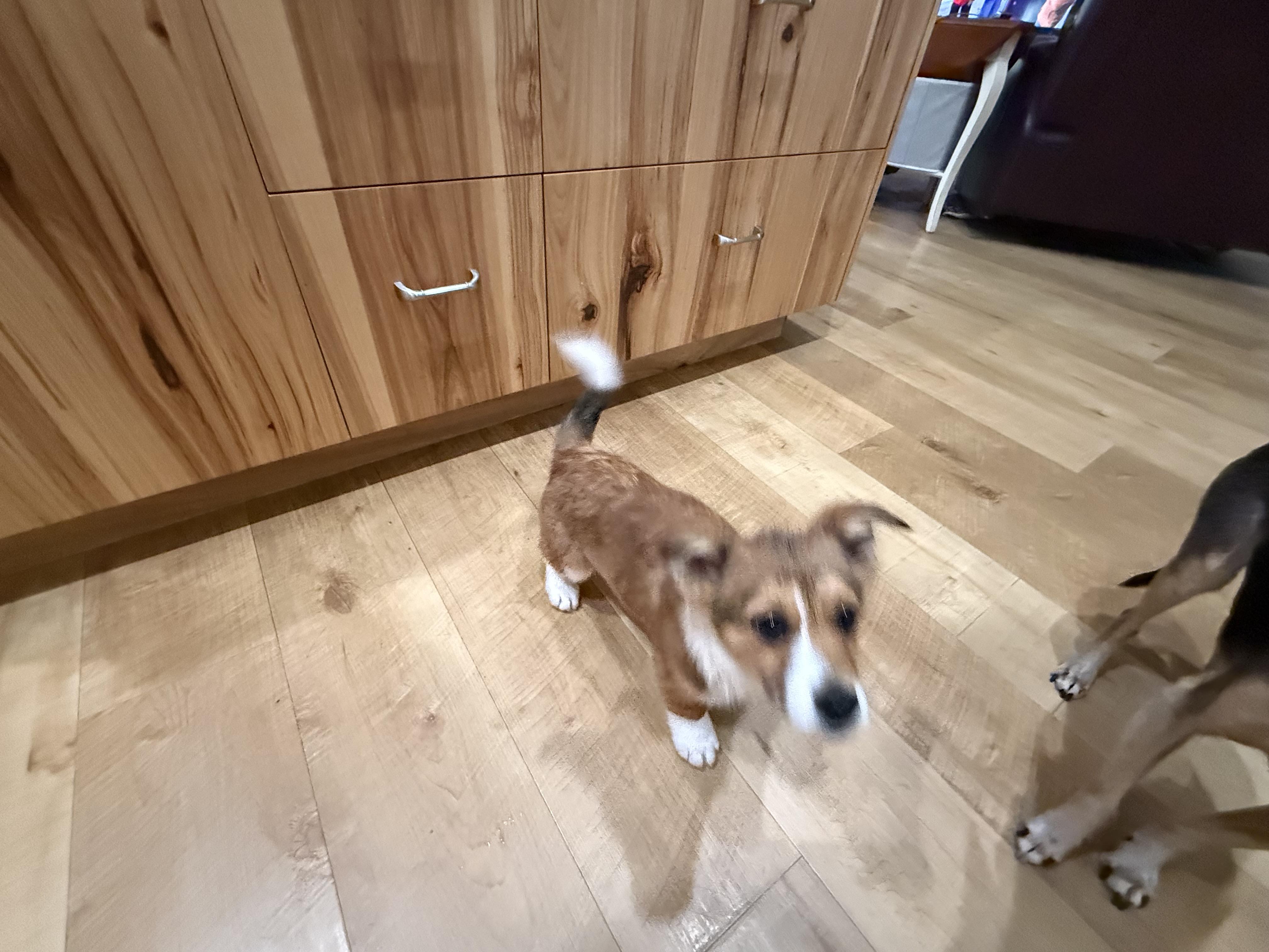 Enlarge Oz, a Adopted mixed breed in Twin Falls, ID image 2/2