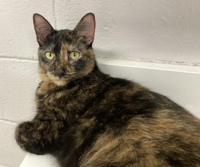 Drizella, Adoptable, Adult Female Domestic Short Hair.