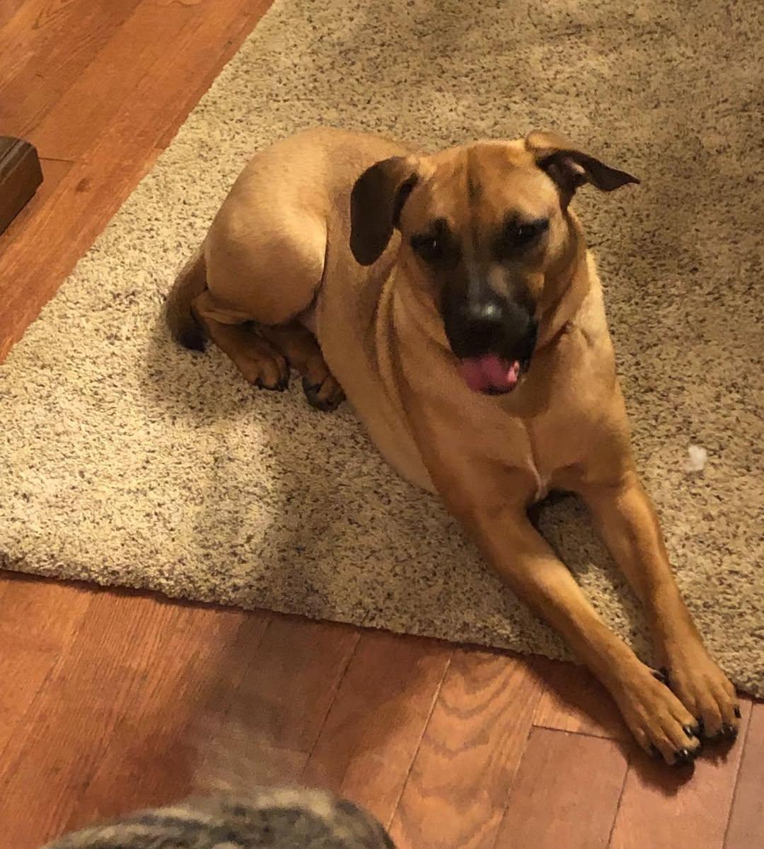 Enlarge Willow, an adopted mixed breed in Vermilion, OH image 3/3